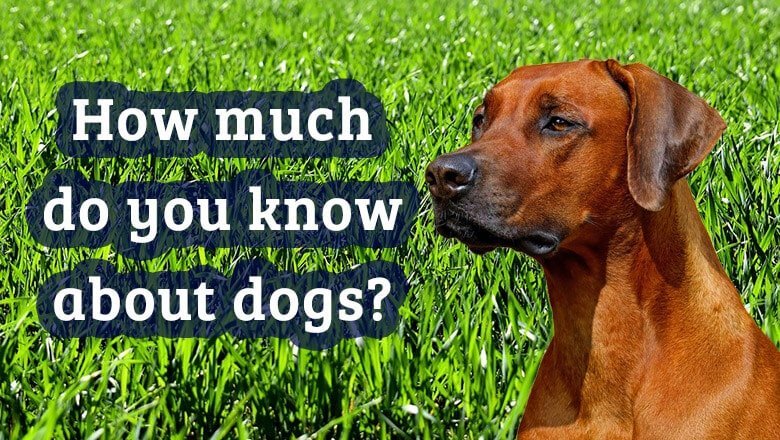 best dog quiz questions