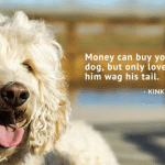 best dog quotes from up