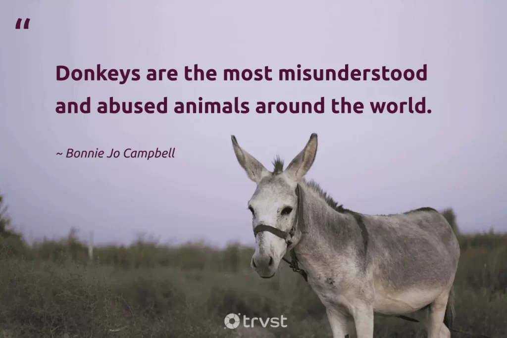 best donkey quotes