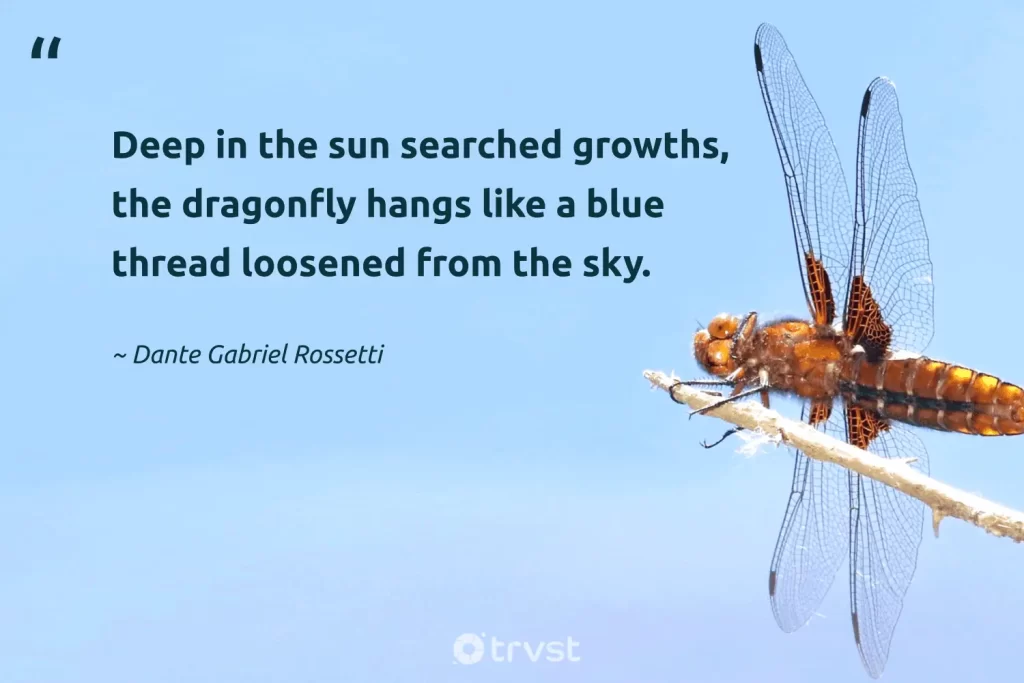 best dragonfly quotes sayings