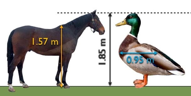 best duck questions