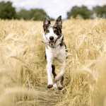 best easy dog trivia questions and answers