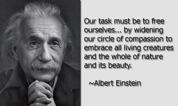best einstein quotes vegetarian 1