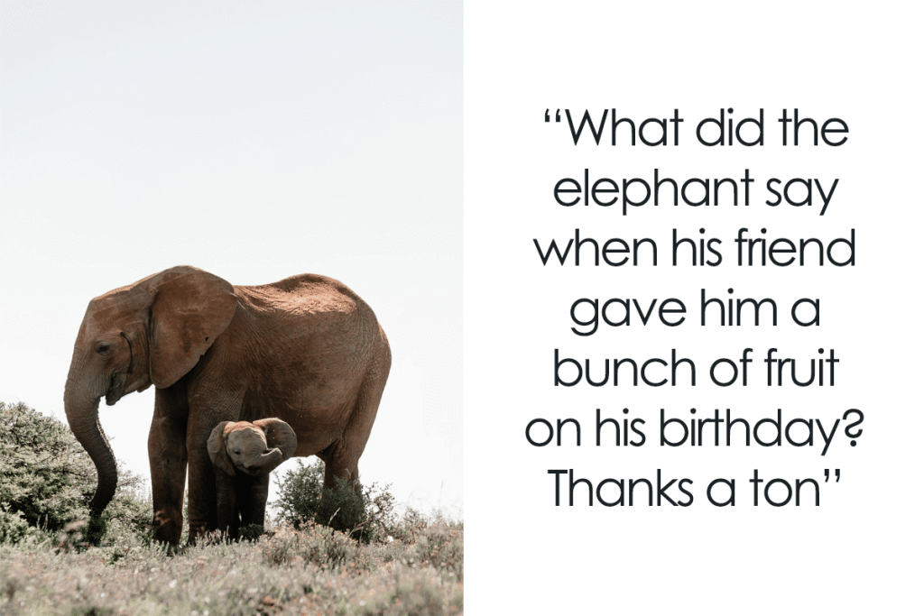 best elephant questions