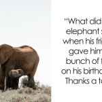best elephant questions