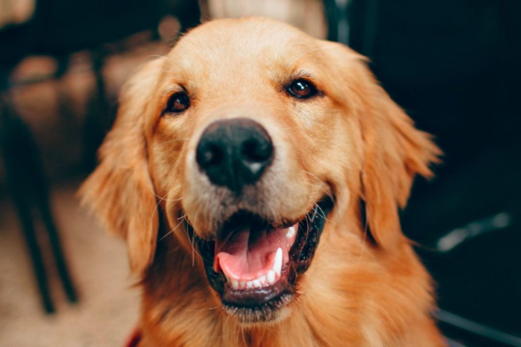 best emotional support animal assessment questions