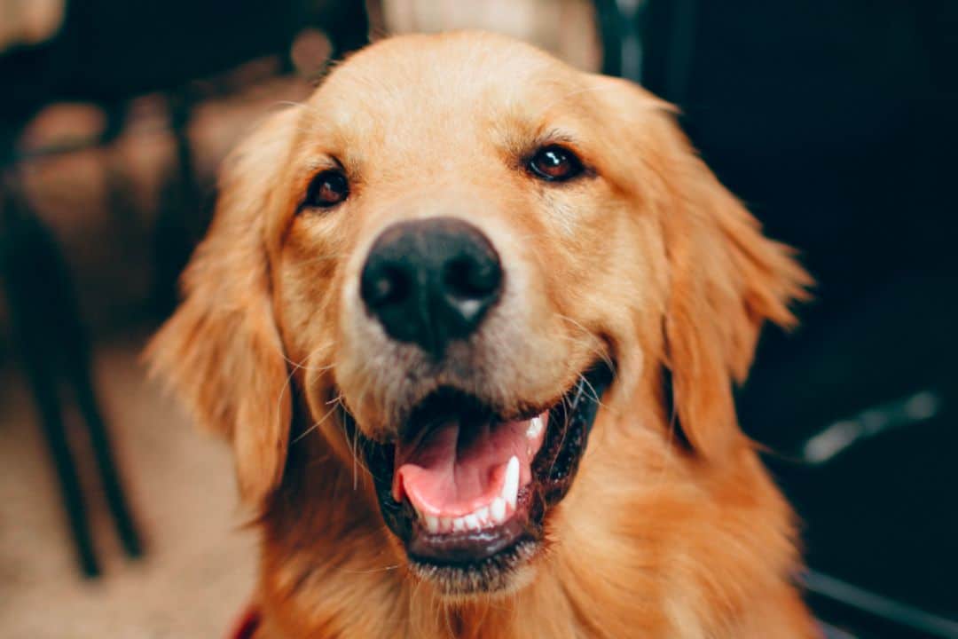 best emotional support animal assessment questions