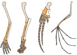 best evolution practice questions
