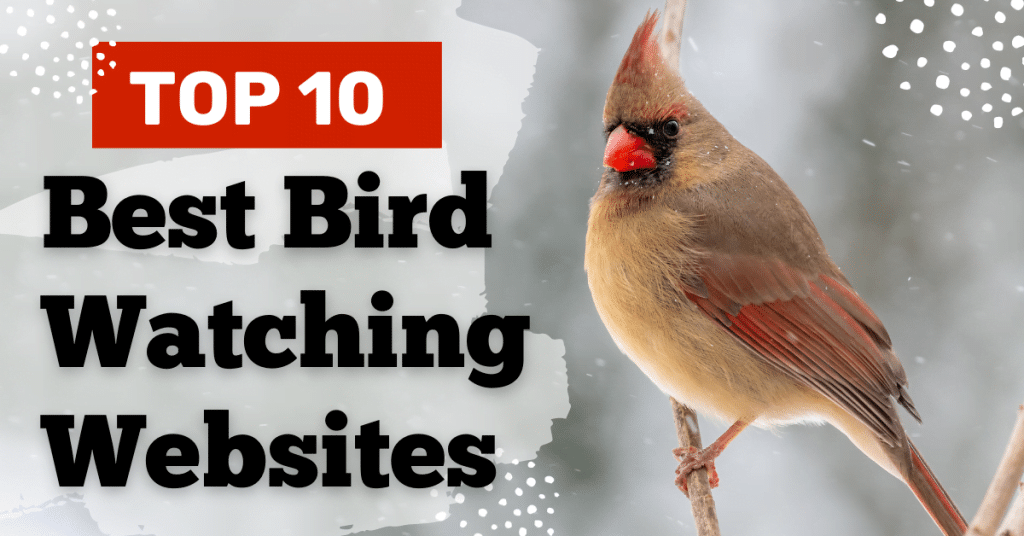 best name for bird watcher