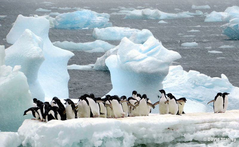 best name for group of penguins