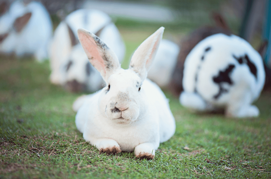 best name for group of rabbits