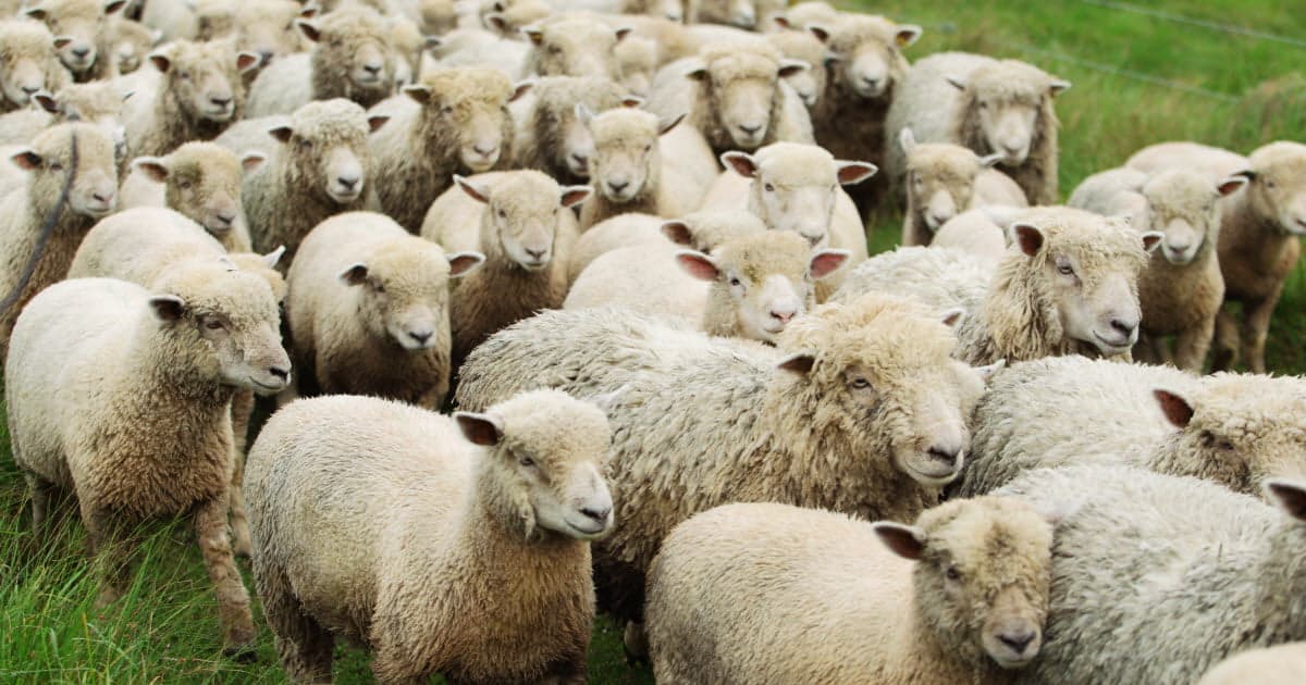 best name for group of sheep