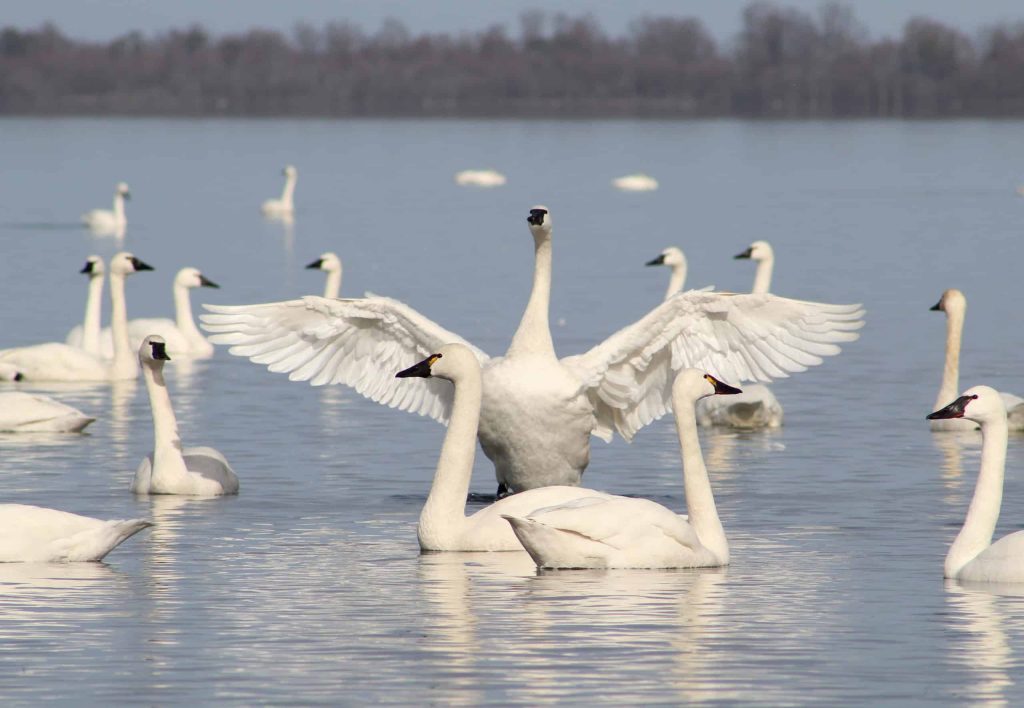 best name for group of swans