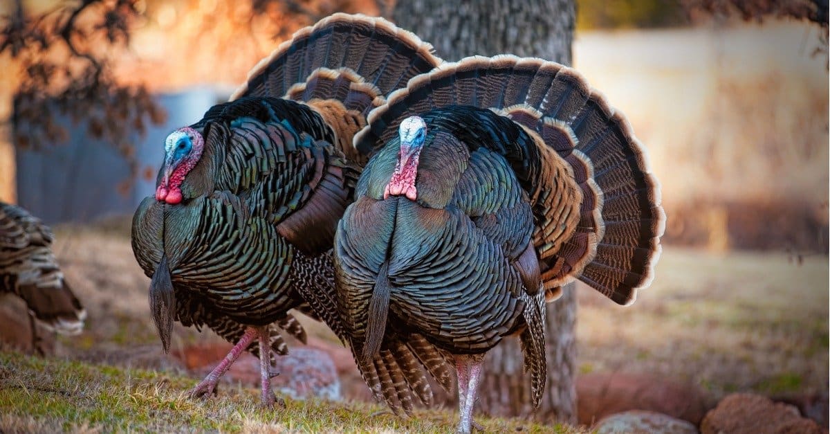 best name for group of turkeys