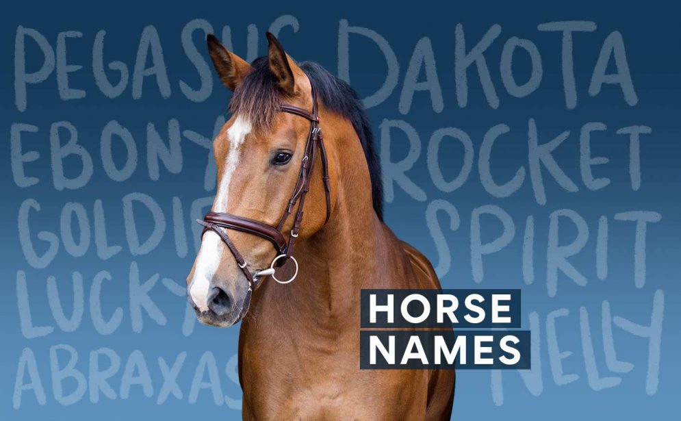 best name for horse