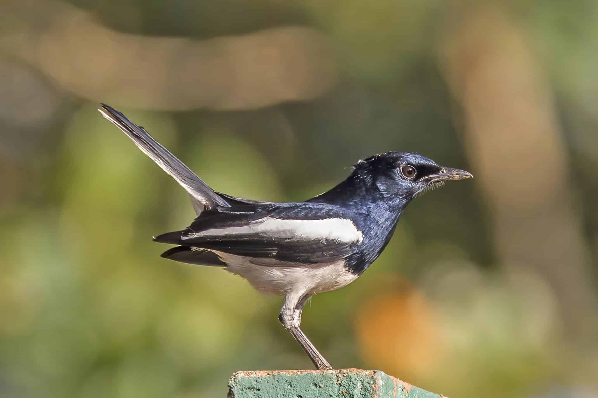 best name for magpie robins crossword