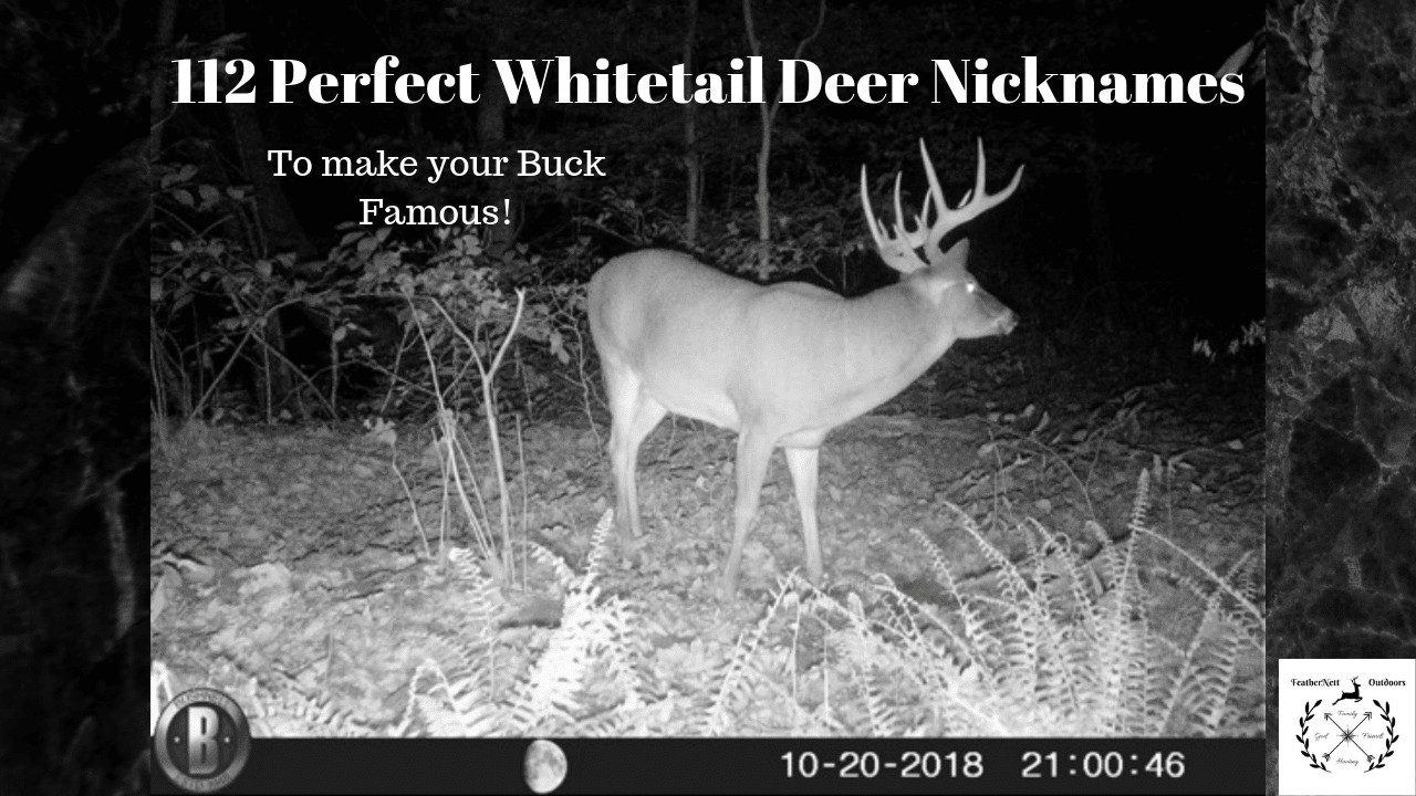 best name for male deer