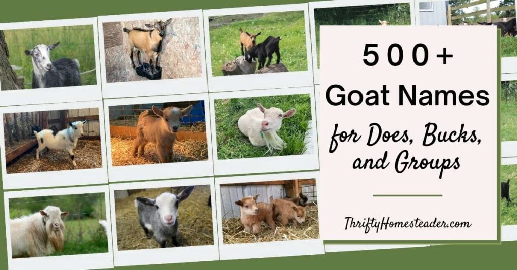 best name for male goat
