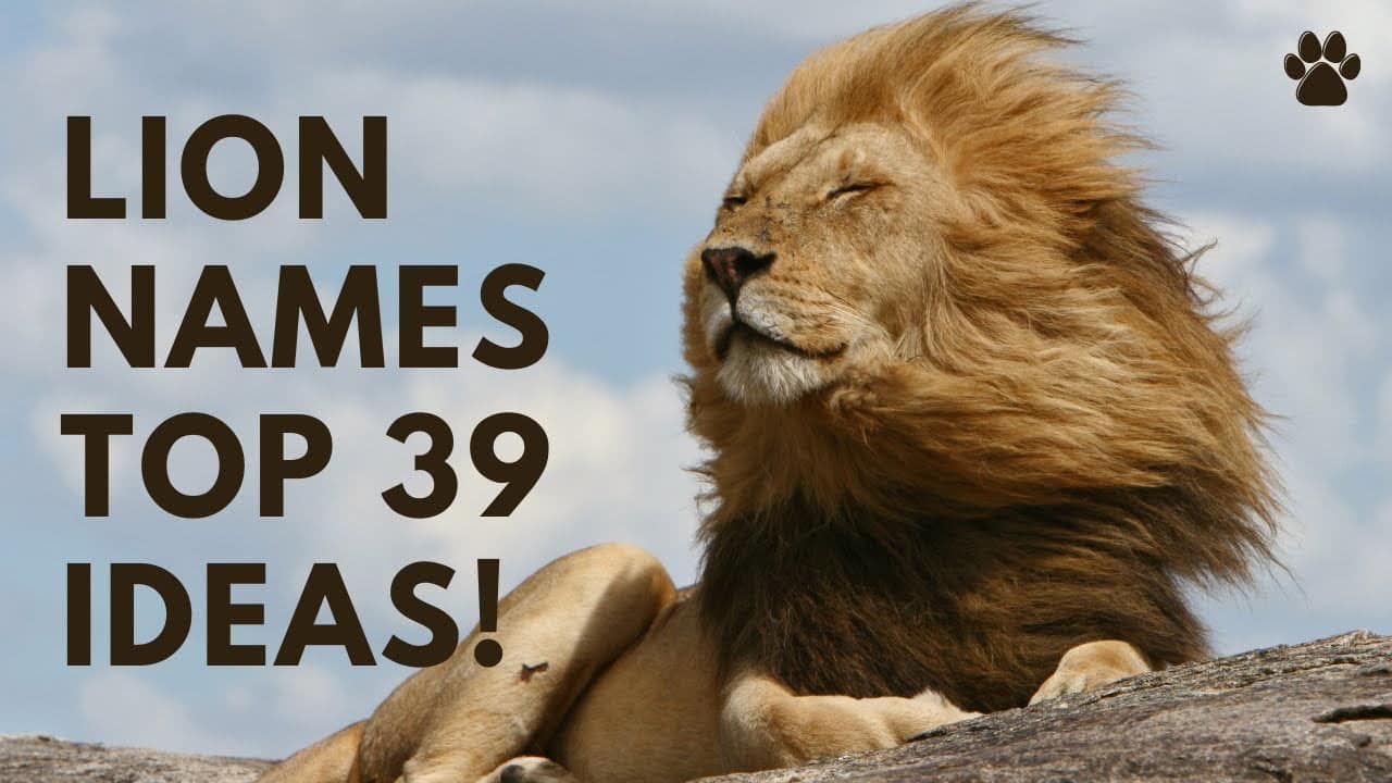 best name for male lion