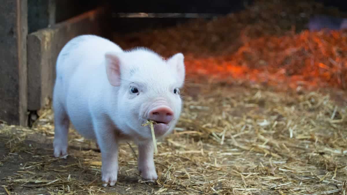 best name for male pig