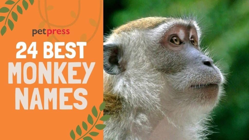 best name for monkey