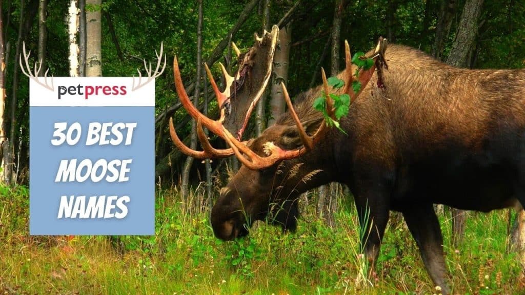 best name for moose