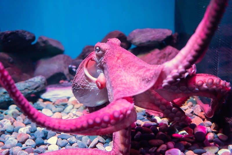 best name for octopus