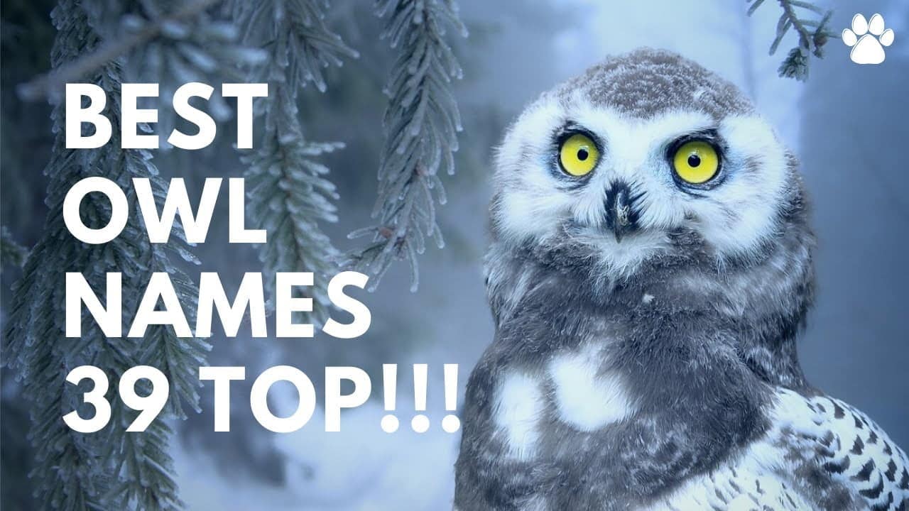 best name for owl