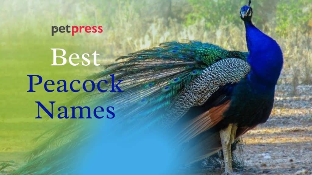 best name for peacock