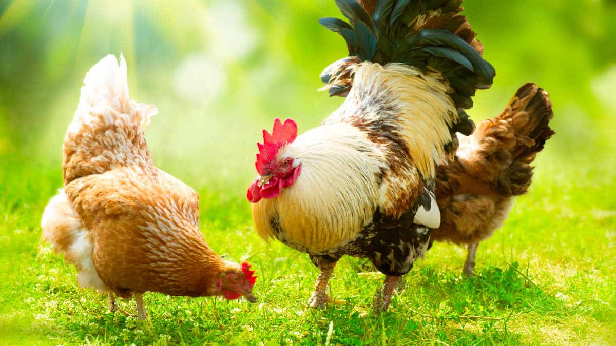 best name for rooster