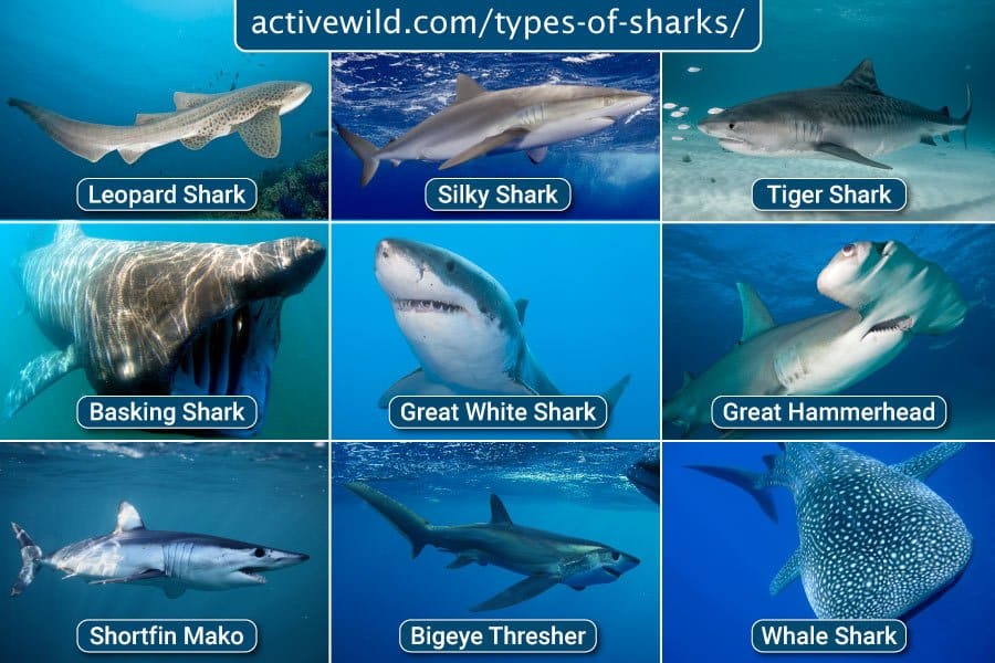 best name for sharks