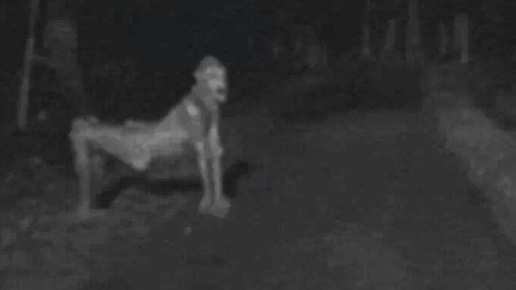 best name for skin walker