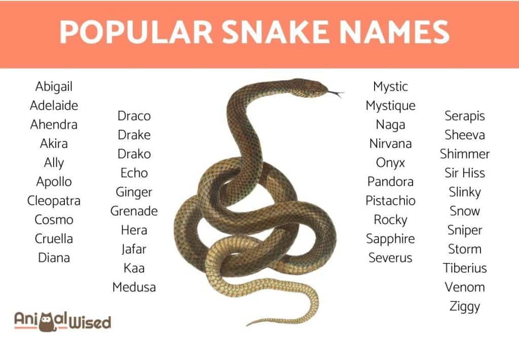 best name for snake