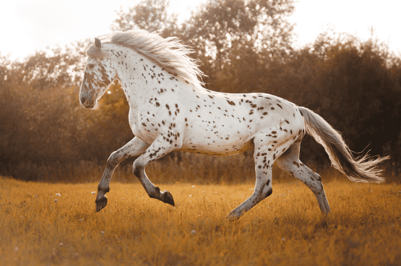 best name for spotted horse