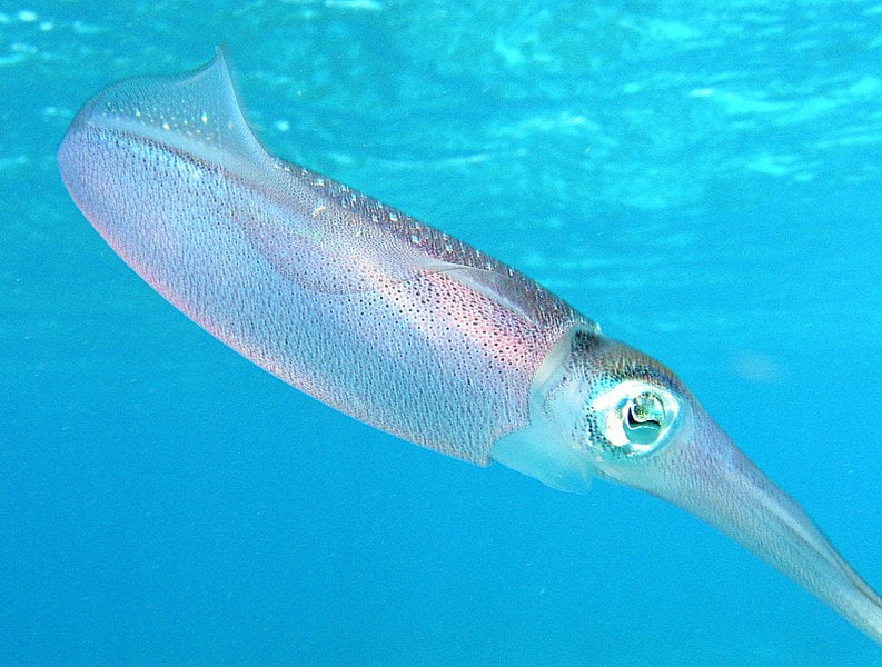 best name for squid