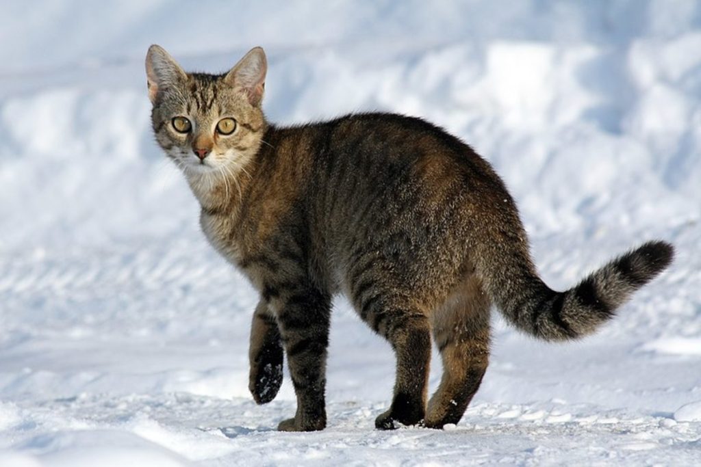 best name for striped cat