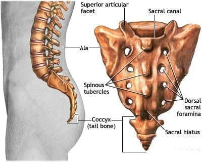 best name for tailbone
