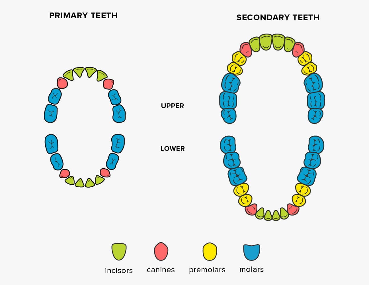 best name for teeth