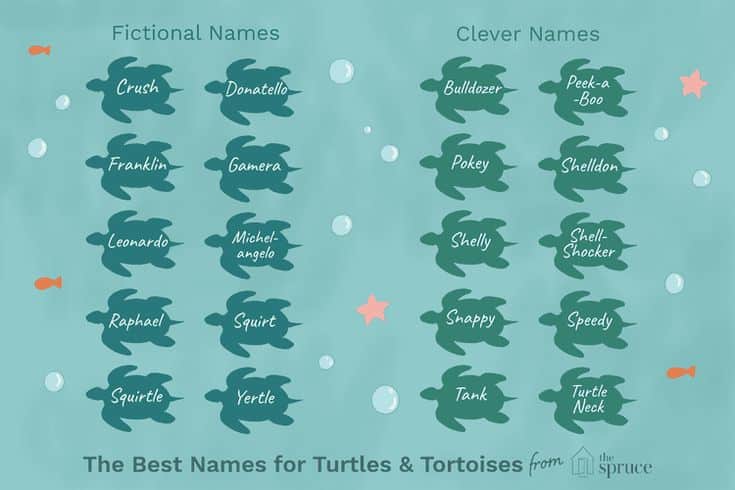best name for tortoise