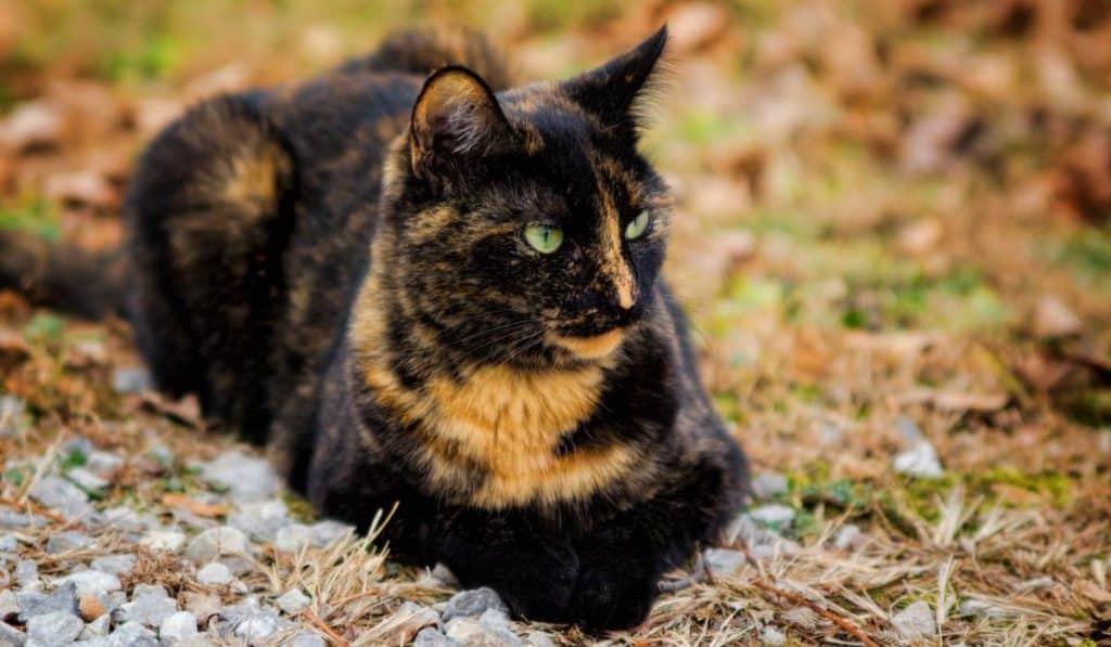 best name for tortoiseshell cat
