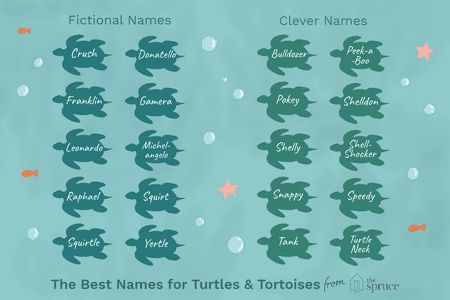best name for turtle