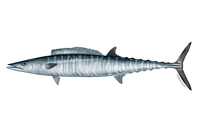 best name for wahoo fish