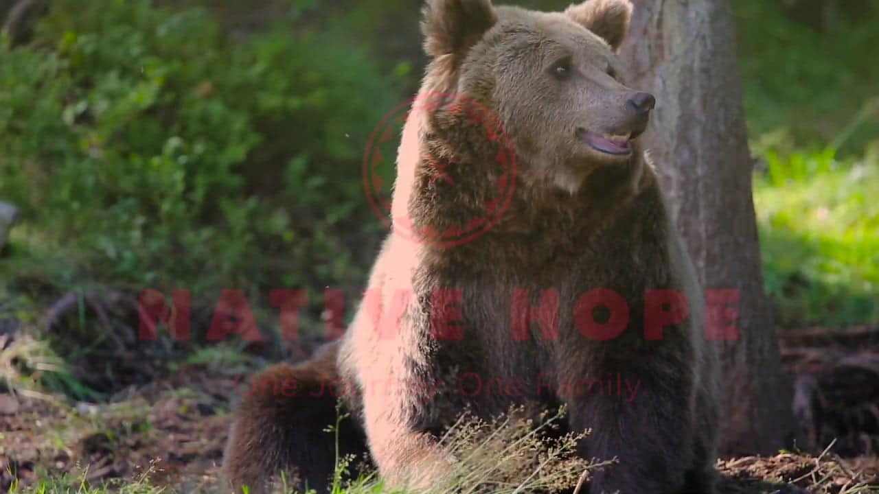 best native american name for bear