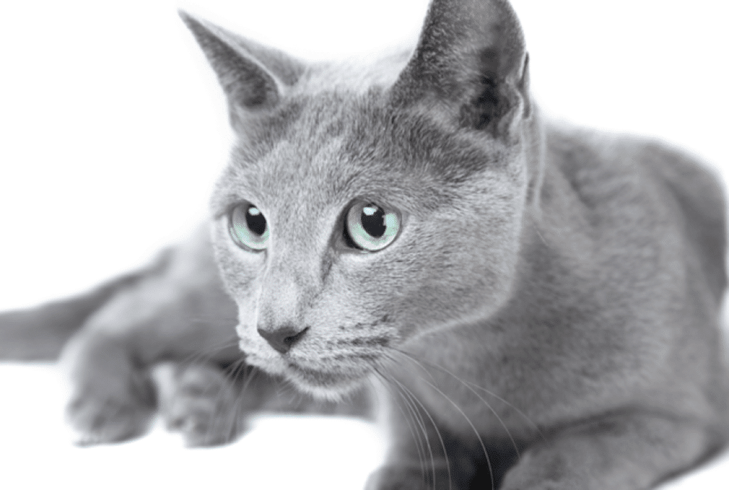 best russian name for cat