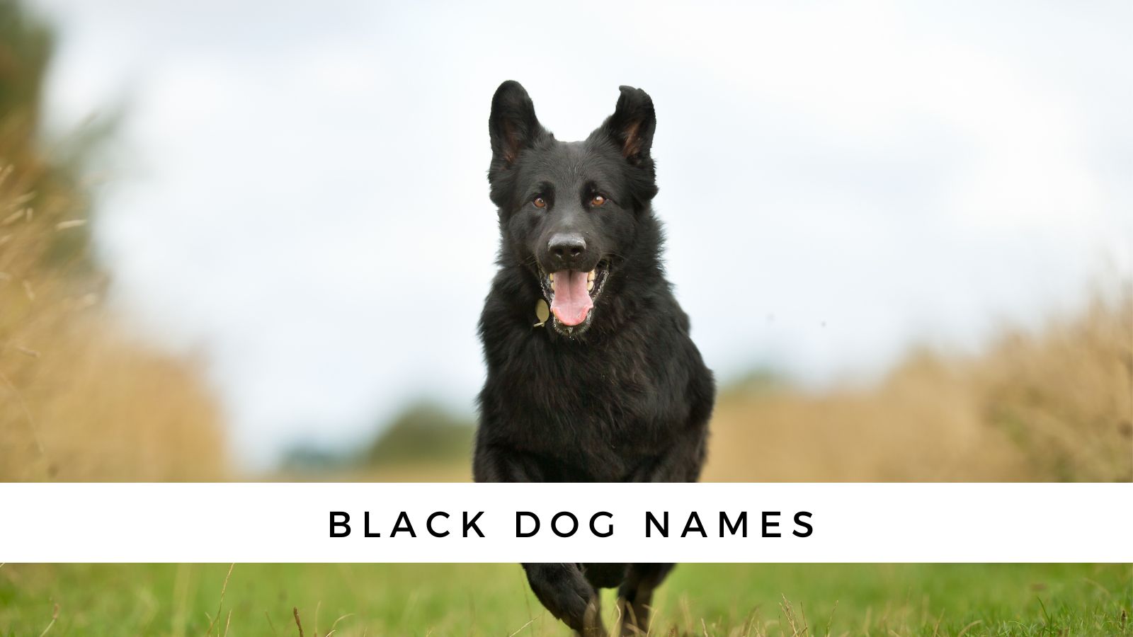 best sable name for dog
