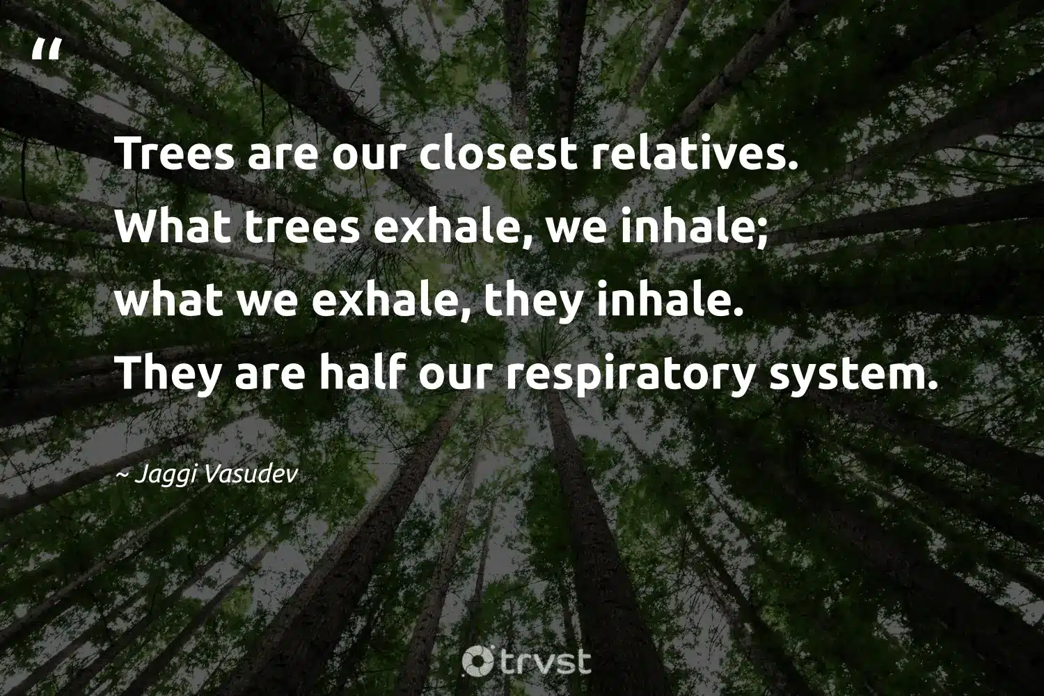 best save tree quotes