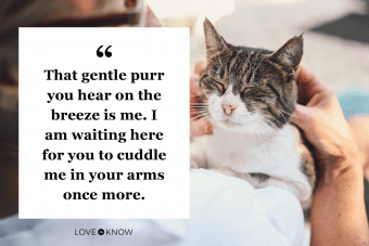 best saying goodbye to a cat quotes