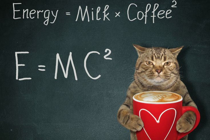 best science name for cat