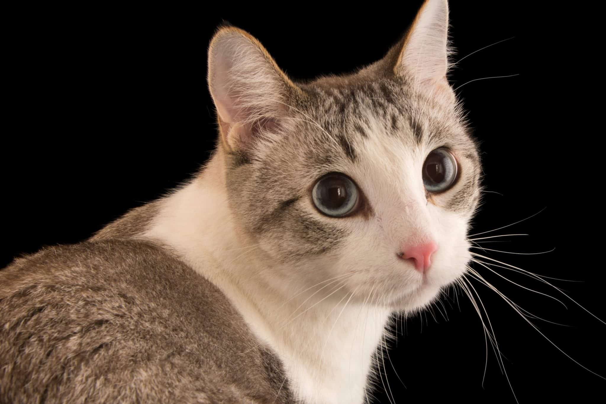 best scientific name for a cat scaled