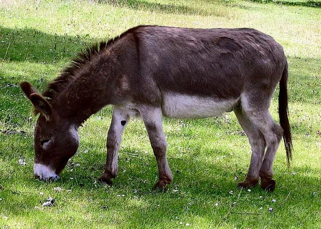 best scientific name for a donkey